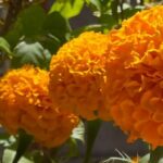 Flores de cempasúchil