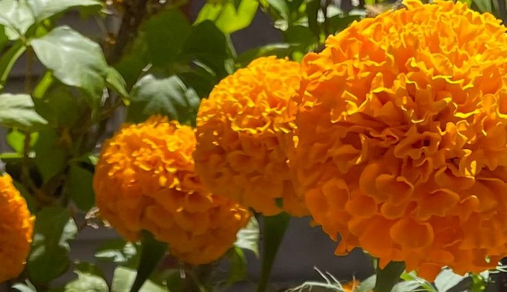 Flores de cempasúchil