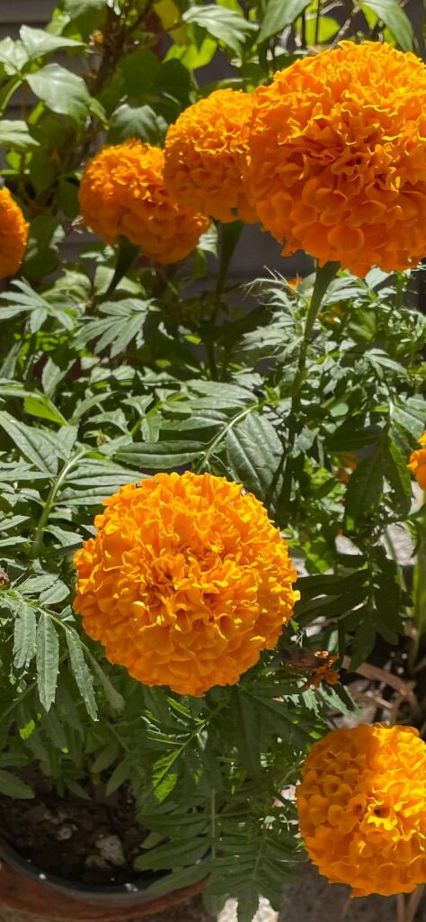 flores de cempasúchil